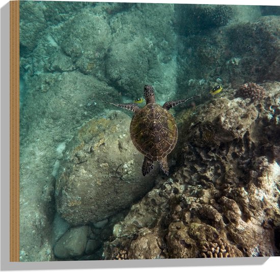 WallClassics - Hout - Kleine Schildpad zwemmend in de Zee - 50x50 cm - 9 mm dik - Foto op Hout (Met Ophangsysteem)