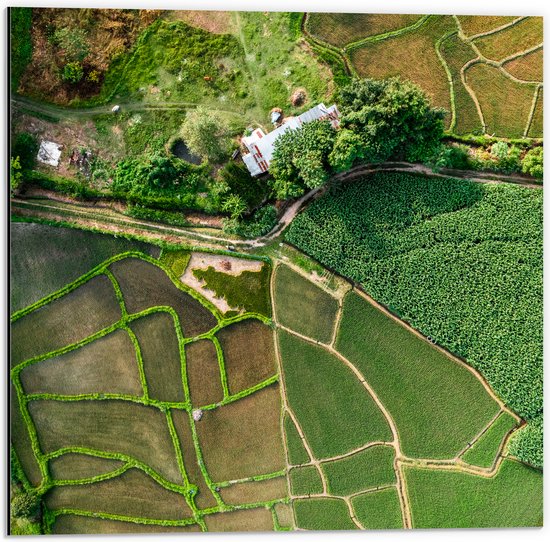 Dibond - Bovenaanzicht van een Landschap Gevuld met Rijstvelden - 50x50 cm Foto op Aluminium (Met Ophangsysteem)