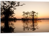 PVC Schuimplaat- Hoge Smalle Bomen Groeiend in Water - 75x50 cm Foto op PVC Schuimplaat