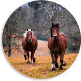WallClassics - Cercle mural en panneau de mousse PVC - Paarden bruns au galop - Photo 30 x 30 cm sur cercle mural (avec système de suspension)