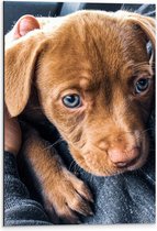 WallClassics - Dibond - Puppy-ogen van Kleine Labrador - 40x60 cm Foto op Aluminium (Met Ophangsysteem)