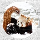 WallClassics - Muursticker Cirkel - Kleine Rode Panda in de Sneeuw - 20x20 cm Foto op Muursticker