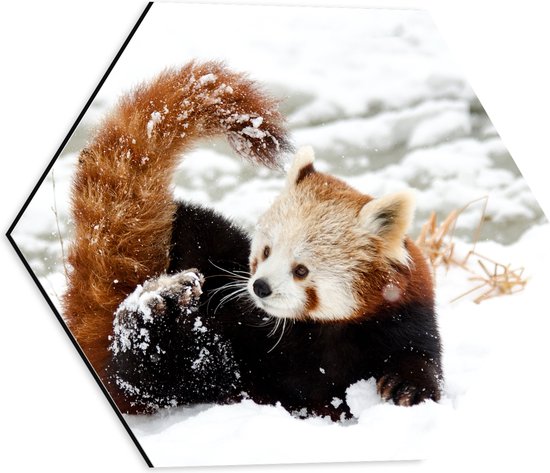 WallClassics - Dibond Hexagon - Kleine Rode Panda in de Sneeuw - 40x34.8 cm Foto op Hexagon (Met Ophangsysteem)