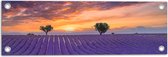 Tuinposter – Zonsondergang bij Lavendel Veld in de Zomer - 60x20 cm Foto op Tuinposter (wanddecoratie voor buiten en binnen)