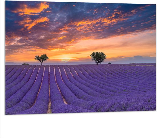 Dibond - Zonsondergang bij Lavendel Veld in de Zomer - 100x75 cm Foto op Aluminium (Met Ophangsysteem)