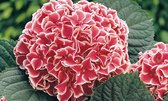 Garden select - Hydrangea bicolor 'Camilla' - Set van 3 - 2-kleurige Hortensia's - Pot ⌀9cm - Hoogte 20-30cm