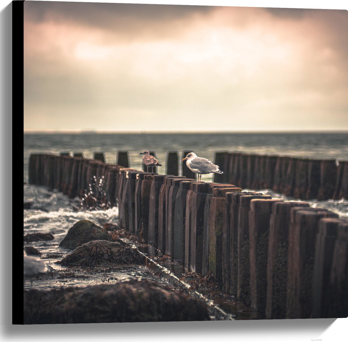 Canvas - Meeuwen op Houten Palen bij de Zee - 60x60 cm Foto op Canvas Schilderij (Wanddeco