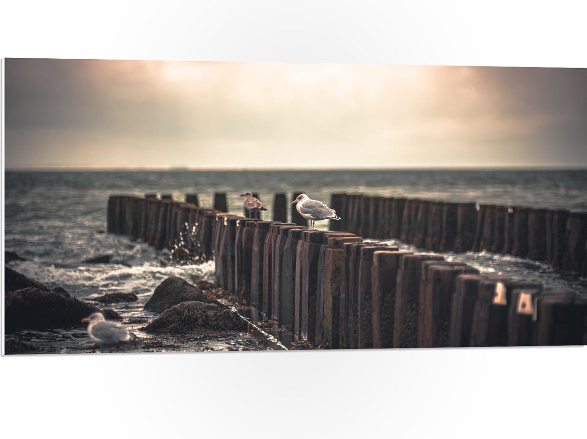 PVC Schuimplaat - Meeuwen op Houten Palen bij de Zee - 100x50 cm Foto op PVC Schuimplaat (