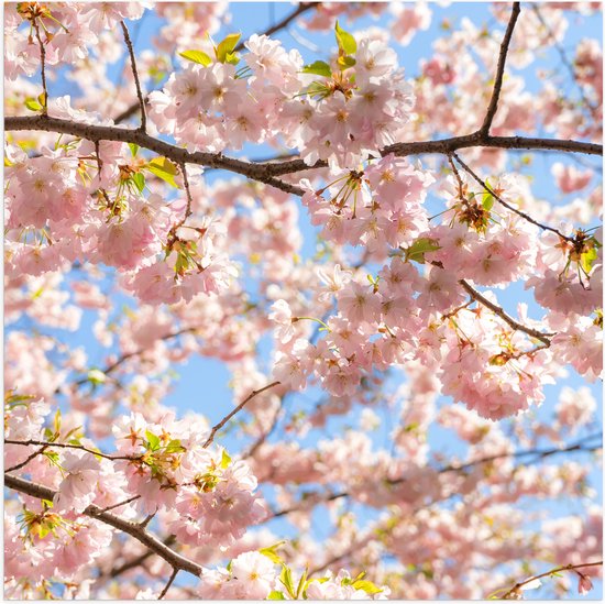Poster Glanzend – Roze Sakura Boom van Dichtbij - 100x100 cm Foto op Posterpapier met Glanzende Afwerking