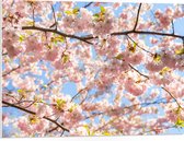 PVC Schuimplaat - Roze Sakura Boom van Dichtbij - 80x60 cm Foto op PVC Schuimplaat (Met Ophangsysteem)