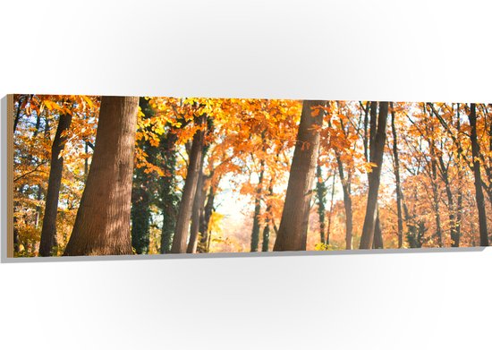 Hout - Bos in de Herfst vanaf Kikkerperspectief - 150x50 cm - 9 mm dik - Foto op Hout (Met Ophangsysteem)