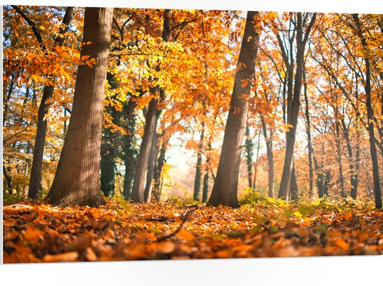 PVC Schuimplaat - Bos in de Herfst vanaf Kikkerperspectief - 105x70 cm Foto op PVC Schuimplaat (Met Ophangsysteem)