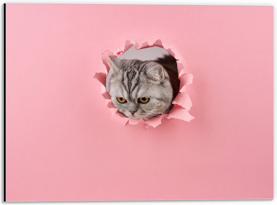 Dibond - Schotse Kat tussen het Roze Papier - 40x30 cm Foto op Aluminium (Wanddecoratie van metaal)