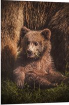 WallClassics - Panneau en mousse PVC - Bébé ours assis dans l'herbe avec sa mère - Photo 70x105 cm sur panneau en mousse PVC (avec système de suspension)
