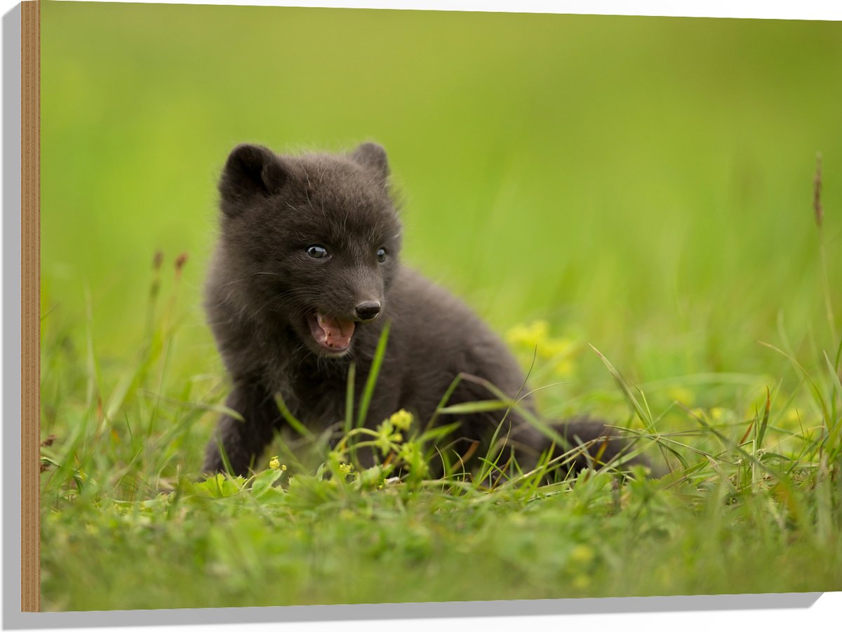 Hout - Zwarte Baby Vos in het Gras - 80x60 cm - 9 mm dik - Foto op Hout (Met Ophangsysteem)