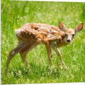 WallClassics - Panneau en mousse PVC - Bébé cerf dans l'herbe - Cerf de Virginie - Photo 80x80 cm sur panneau en mousse PVC (avec système d'accrochage)