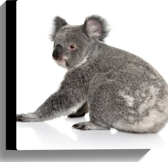 Canvas - Zittende Jonge Koala - 30x30 cm Foto op Canvas Schilderij (Wanddecoratie op Canvas)
