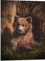 WallClassics - Panneau en mousse PVC – Bébé ours assis dans l'herbe avec sa mère – Photo 60 x 80 cm sur panneau en mousse PVC
