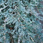 Juniperus Horizontalis 'Icee Blue' - Jenverbes 20-25 cm in pot