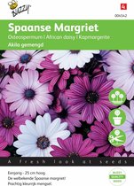 Buzzy® Osteospermum Akila mix Marguerite espagnole