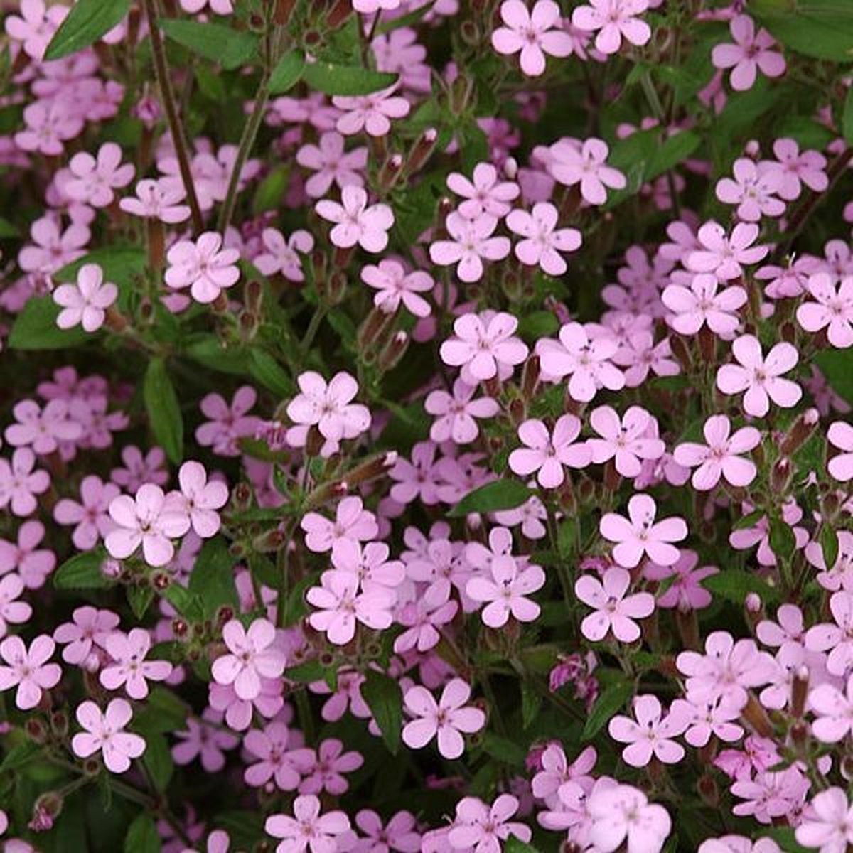 6 x Saponaria Ocymoides - Zeepkruid Pot 9x9 cm - Roze Zomerbloeier