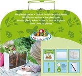 Hoe planten groeien
