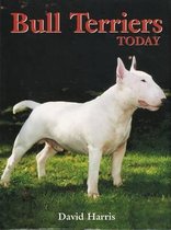 Bull Terriers Today