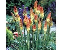 6 x Kniphofia Uvaria - Vuurpijl pot 9x9cm - Vurige Staande Bloemen