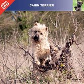 Cairn Terrier Kalender 2024