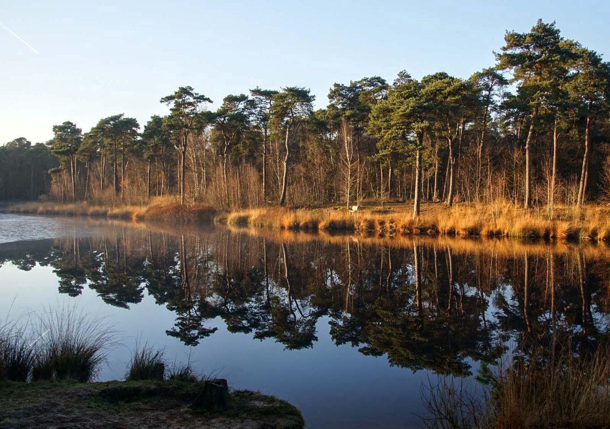 Fotocanvas - Spiegeling in bos ven 100 x 70 cm (DSC06803)