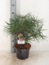 Sciadopitys verticillata; Totale hoogte 40+cm incl. Ø 23cm pot | Japanse parasolden