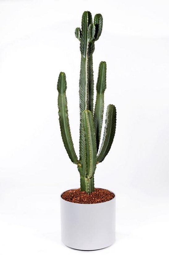 prickly pear cactus tea Prickly Pear Herbal main image 0