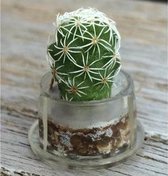 Sleutelhanger - pockettree - minicactus - minivetplant - plant sleutelhanger - cactus - sleutelhanger - vetplant – miniplant – pocket – tree – mini – plant – origineel – cadeau – tip – Moederdag - verjaardag
