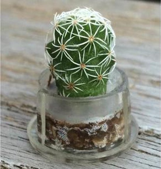 bol.com | Sleutelhanger - pockettree - minicactus - minivetplant - plant  sleutelhanger - cactus...