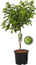 Pluimhortensia Little Lime - Hydrangea Paniculata - Totale hoogte 85 cm
