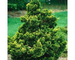 Chamaecyparis Obtusa 'Nana Gracilis' - Japanse dwergcypres 25-30 cm pot