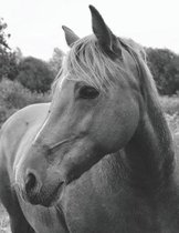 Wild Horse in Pasture Composition Notebook