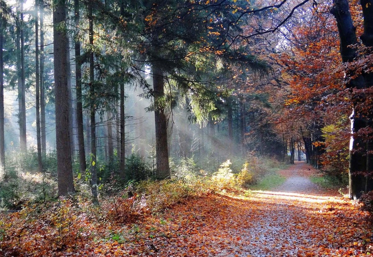 Fotocanvas - Herfstzon door het bos 80 x 40 cm (DSC02736)