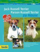 Jack Russel Terrier. Parson Russel Terrier zu Hause