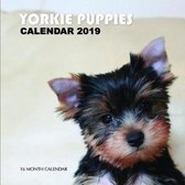 Yorkie Puppies Calendar 2019