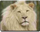 Witte leeuw Poseert  Muismat