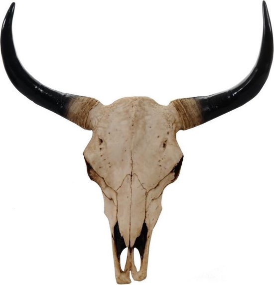 Crâne de taureau 64 cm Nature