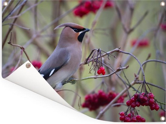 Muurdecoratie buiten Pestvogel in een bessenstruik - 160x120 cm - Tuindoek - Buitenposter