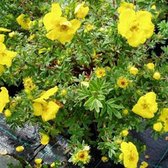 Potentilla Fruticosa 'Goldteppich' - Potentille arbustive 'Goldteppich' 25-30 cm pot