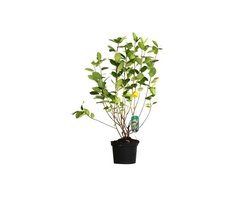 ARONIA MELANOCARPA - Zwarte appelbes 40 - 60 cm in pot