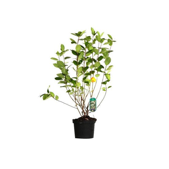 Een Aronia Melanocarpa struik met groene bladeren in een zwarte pot, met een plantenlabel.
