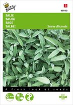 Buzzy Zaden Salie - Salvia officinalis