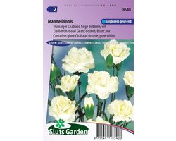 Sluis Garden - Tuinanjer, Anjer Chabaud Jeanne Dionis (Dianthus)