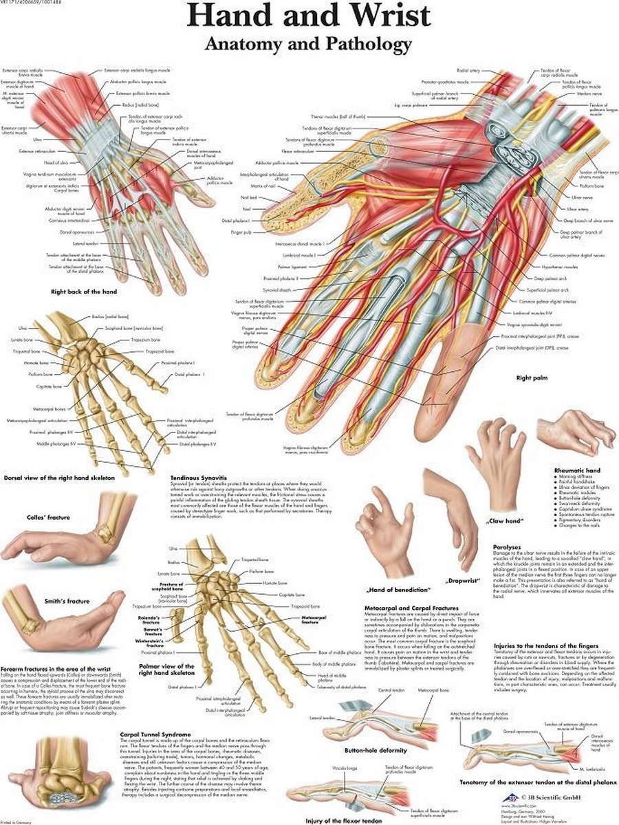 Het menselijk lichaam poster - Hand en pols poster (gelamineerd, 50x67 cm) + ophangsysteem