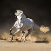 Diamond Painting pakket volwassenen | Paard in Woestijn - 80 x 80 cm | Volledige bedekking met vierkante steentjes | FULL | DP Diamond Paintings